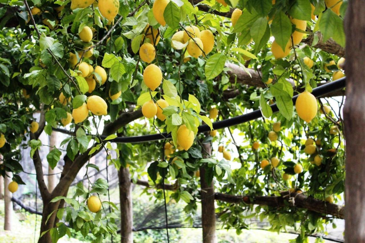 Poggio Angelarosa: Lemon Garden Stay&Relax Scala Esterno foto